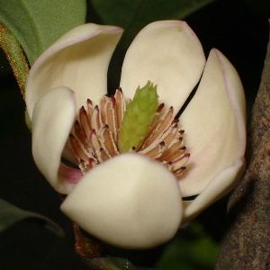 Michelia figo (banana tree)